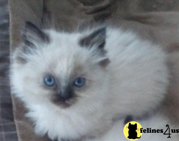 kelleb Picture 1